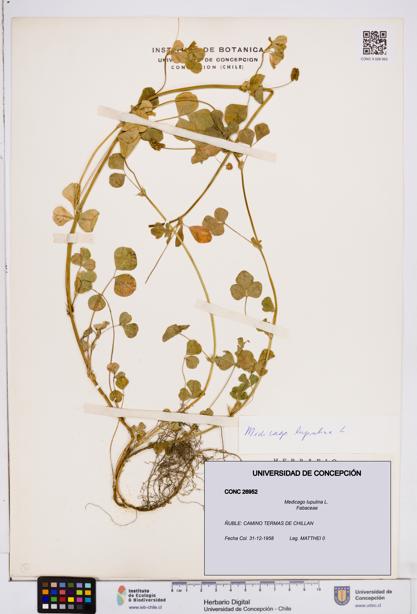 Medicago lupulina [Espécimen: ]