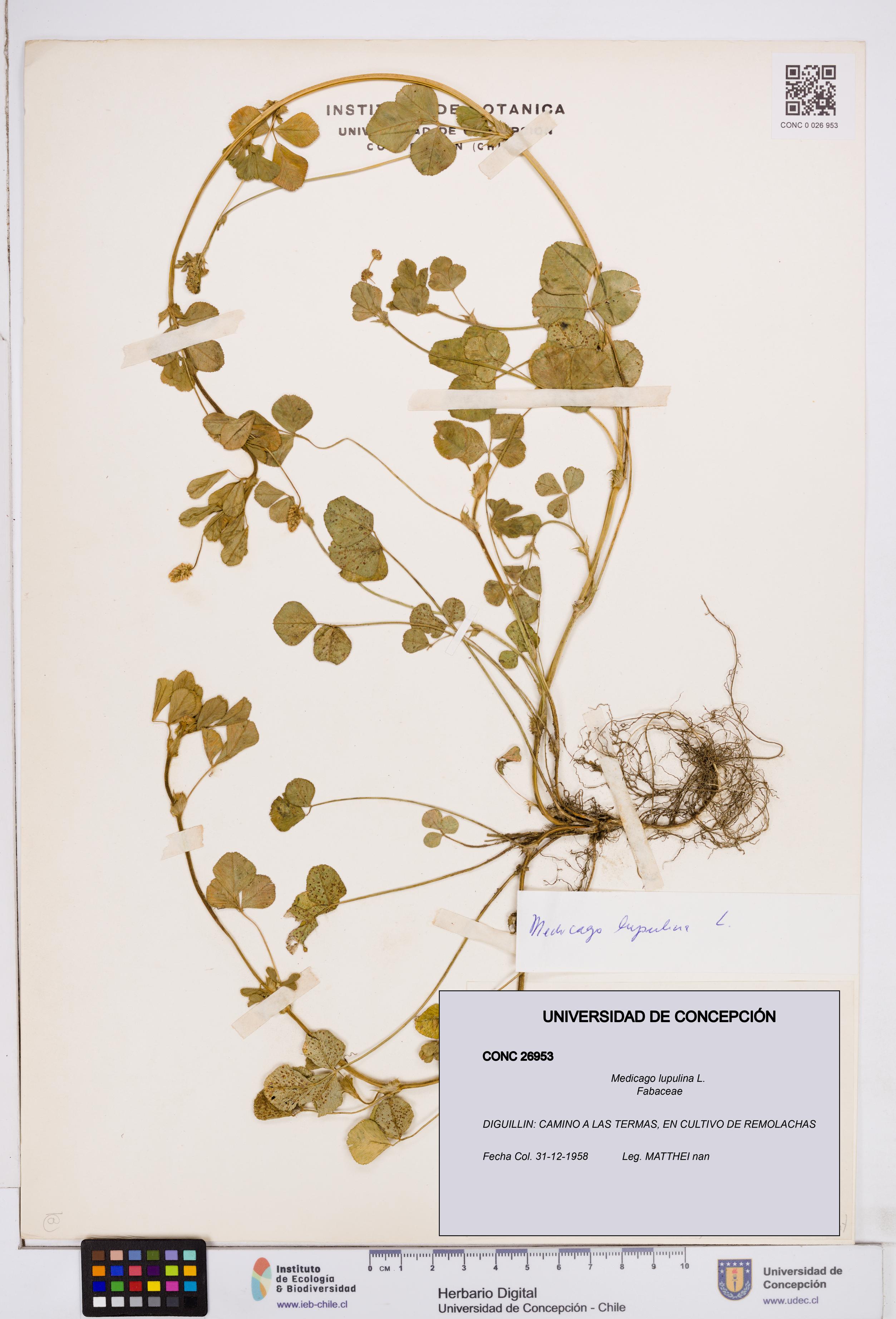 Medicago lupulina [Espécimen: ]