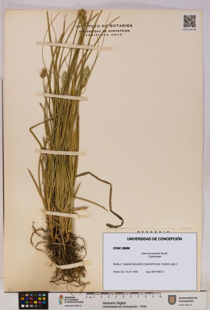 Carex brongniartii [Espécimen: UDEC:CONC:0026958]