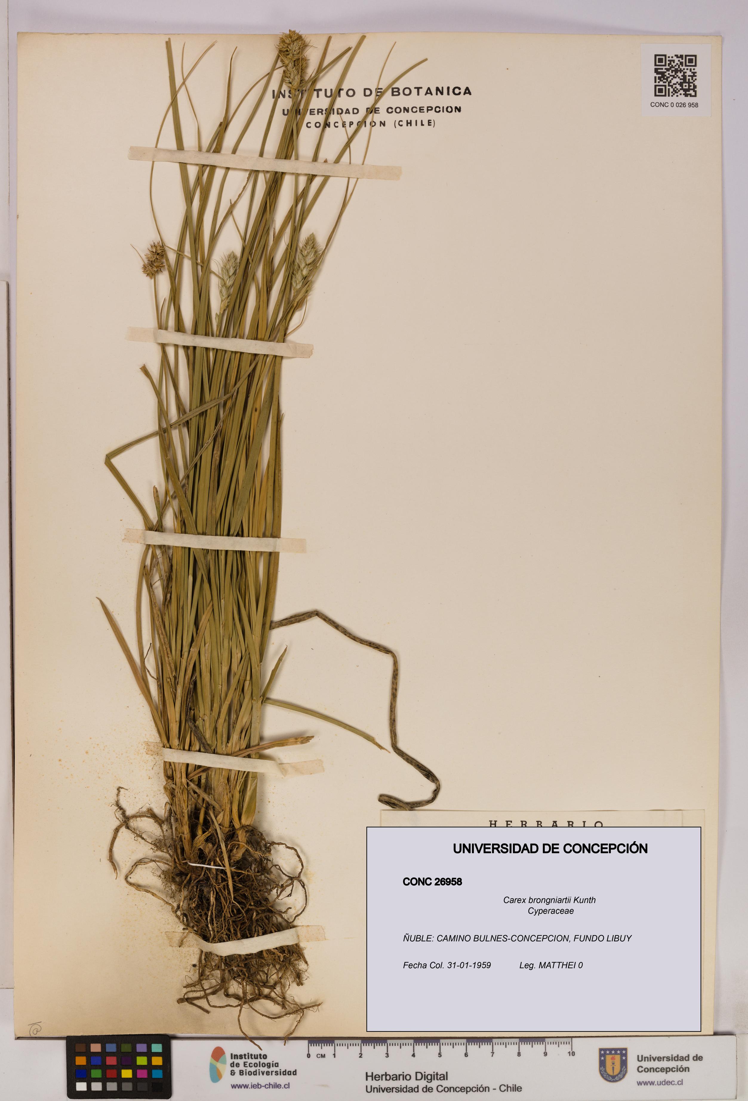 Carex brongniartii [Espécimen: UDEC:CONC:0026958]