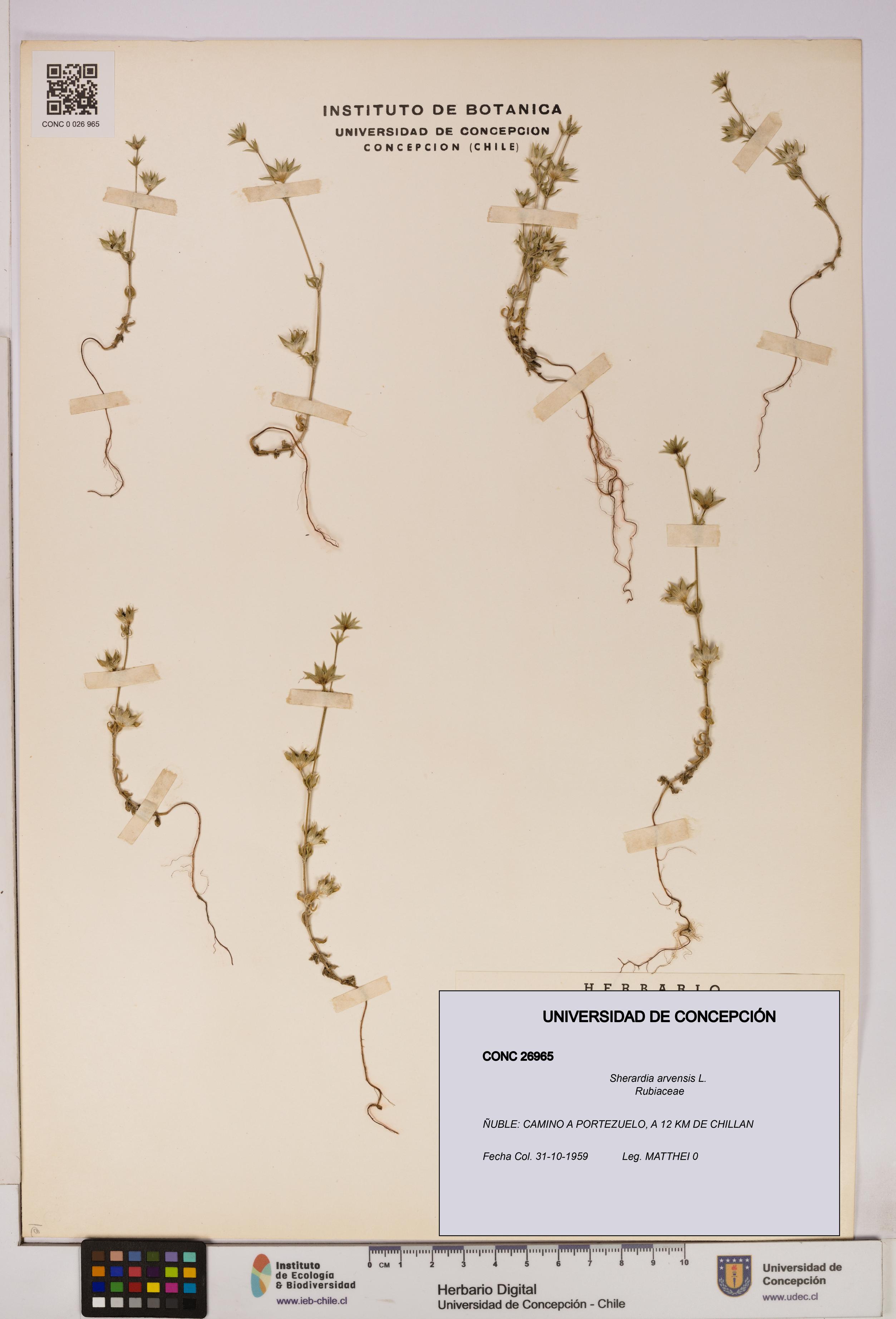 Sherardia arvensis [Espécimen: UDEC:CONC:0026965]