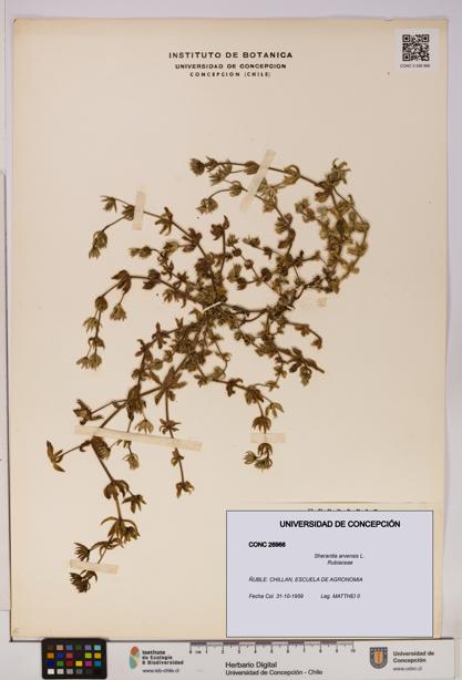 Sherardia arvensis [Espécimen: UDEC:CONC:0026966]