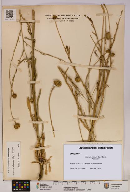 Helenium glaucum [Espécimen: UDEC:CONC:0026974]