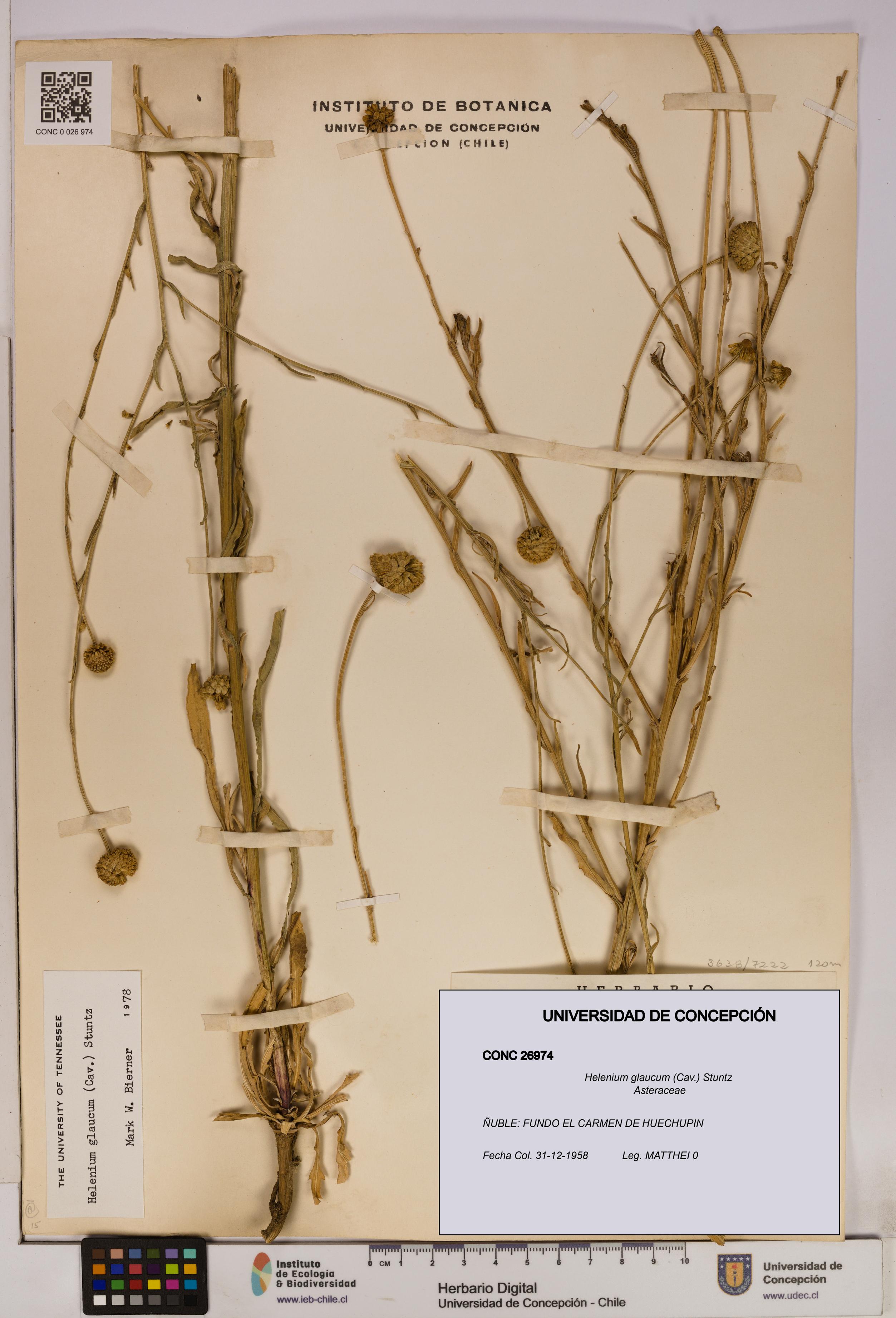 Helenium glaucum [Espécimen: UDEC:CONC:0026974]