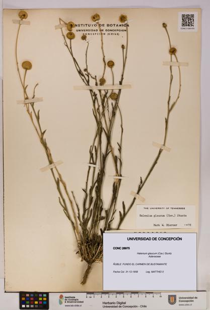 Helenium glaucum [Espécimen: UDEC:CONC:0026975]