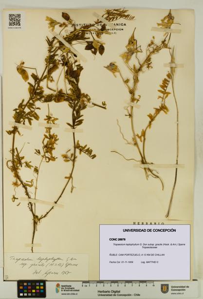 Tropaeolum leptophyllum [Espécimen: UDEC:CONC:0026978]