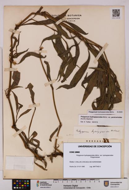 Polygonum hydropiperoides var. hydropiperoides [Espécimen: UDEC:CONC:0026982]