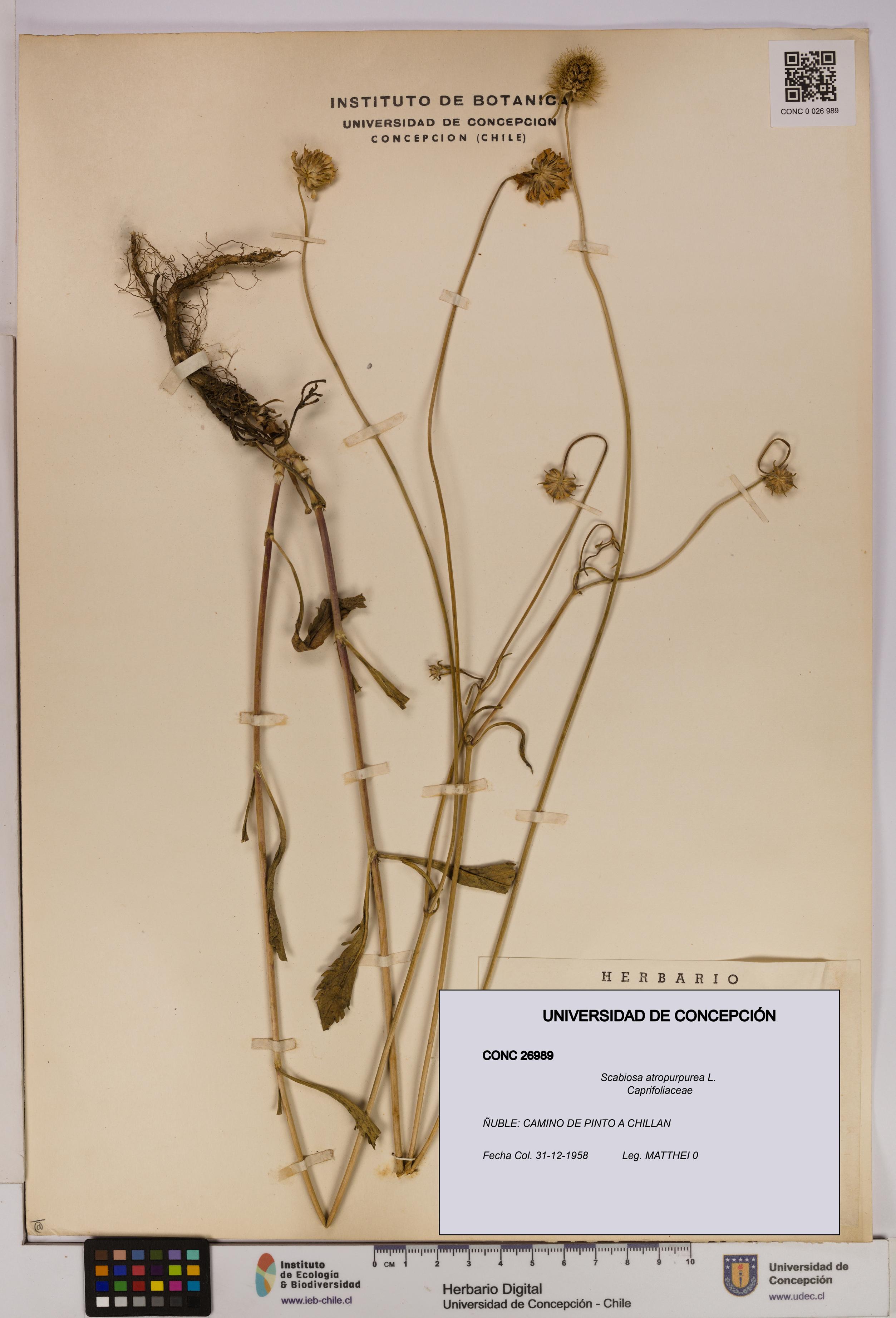 Scabiosa atropurpurea [Espécimen: UDEC:CONC:0026989]