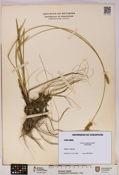 Carex brongniartii [Espécimen: UDEC:CONC:0026993]