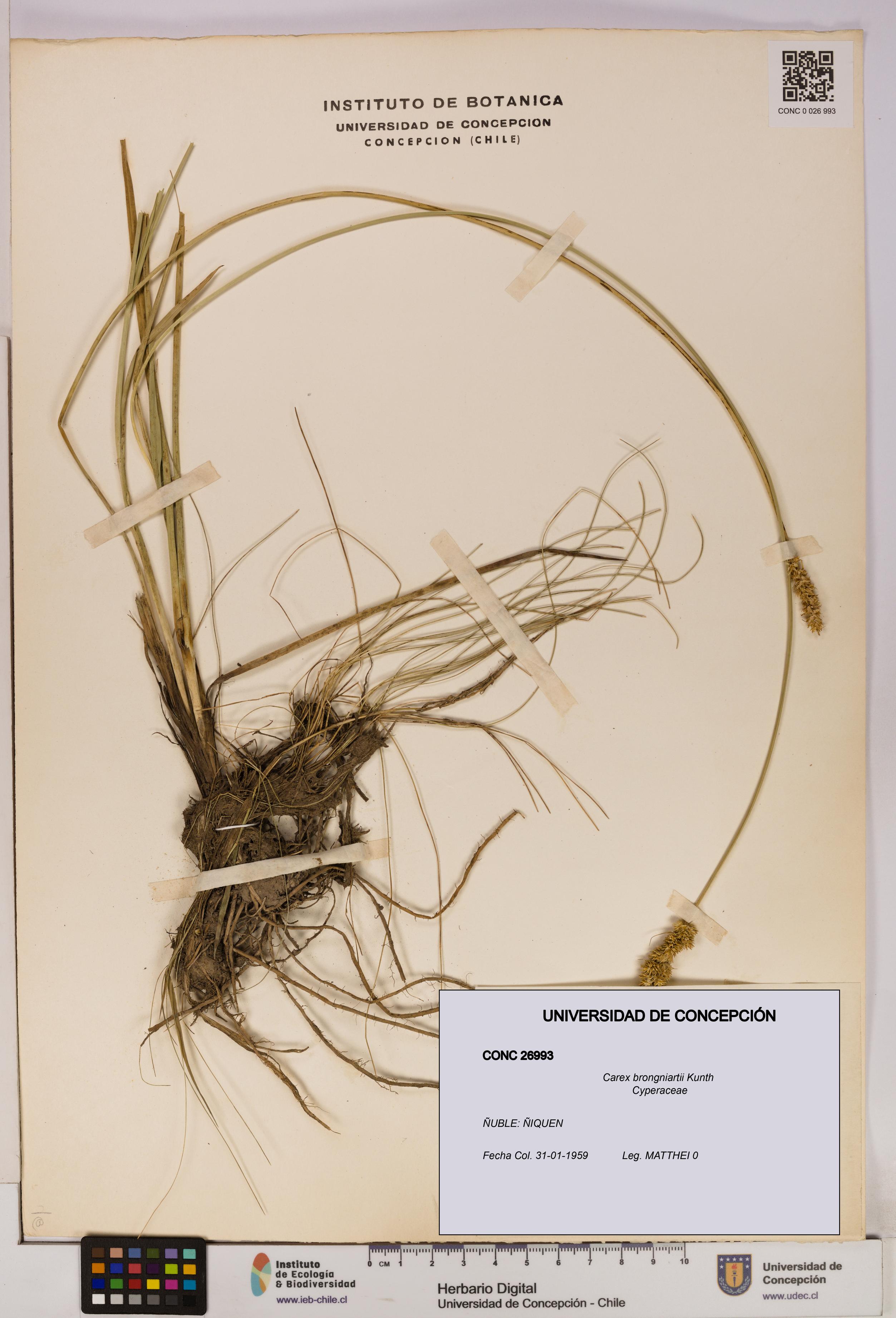 Carex brongniartii [Espécimen: UDEC:CONC:0026993]