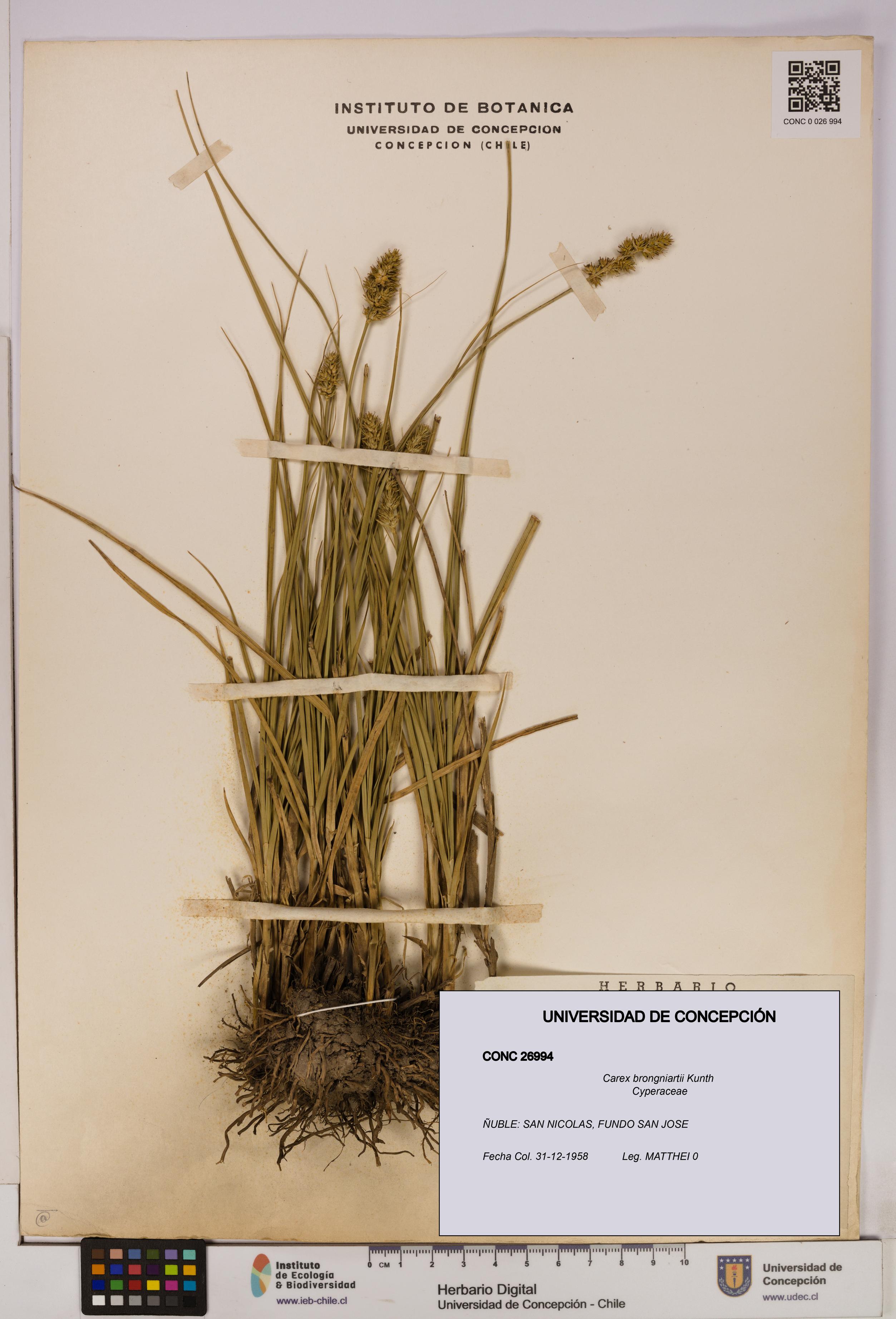 Carex brongniartii [Espécimen: UDEC:CONC:0026994]