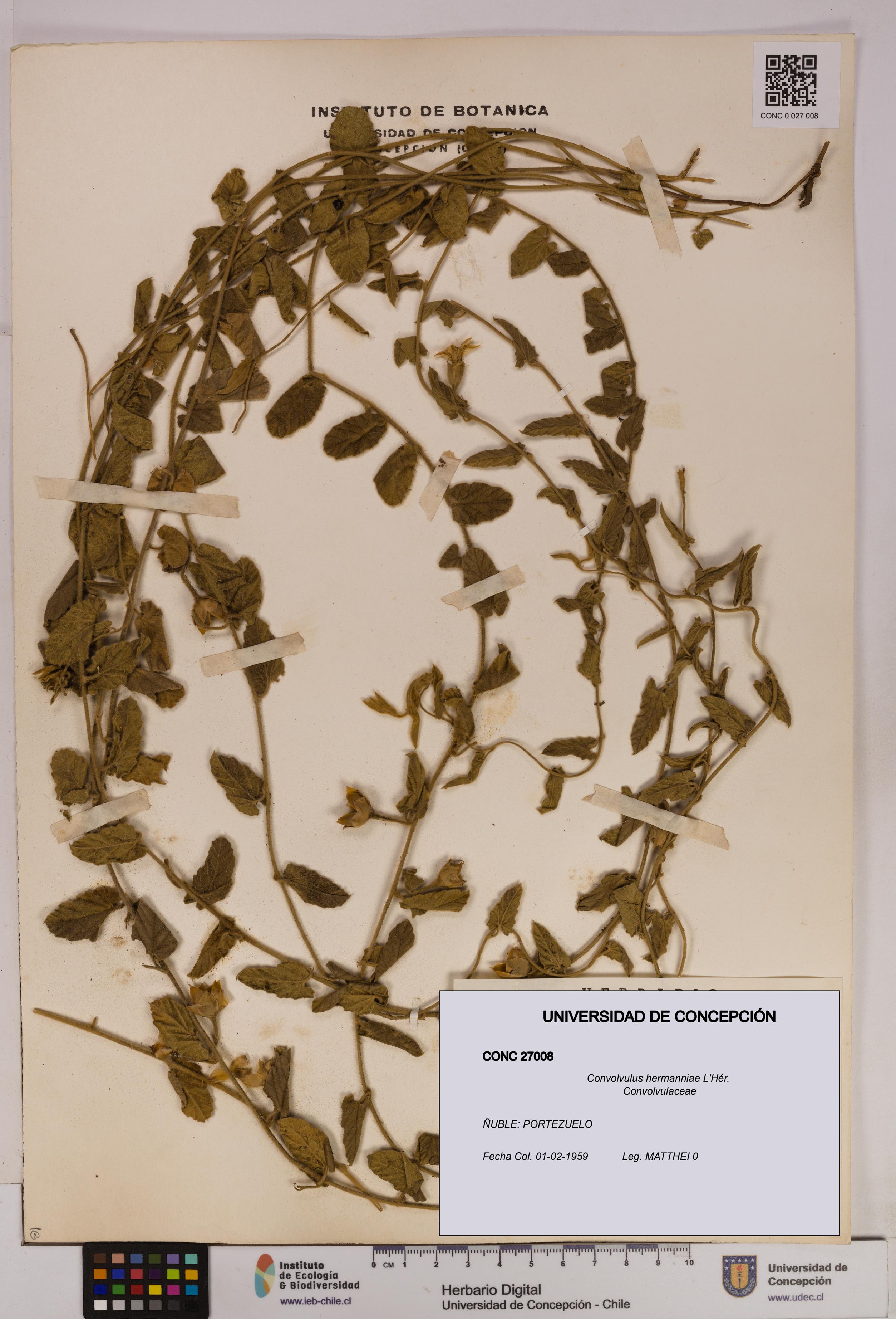 Convolvulus hermanniae [Espécimen: UDEC:CONC:0027008]