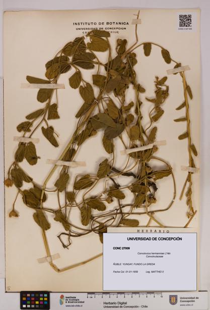 Convolvulus hermanniae [Espécimen: UDEC:CONC:0027009]
