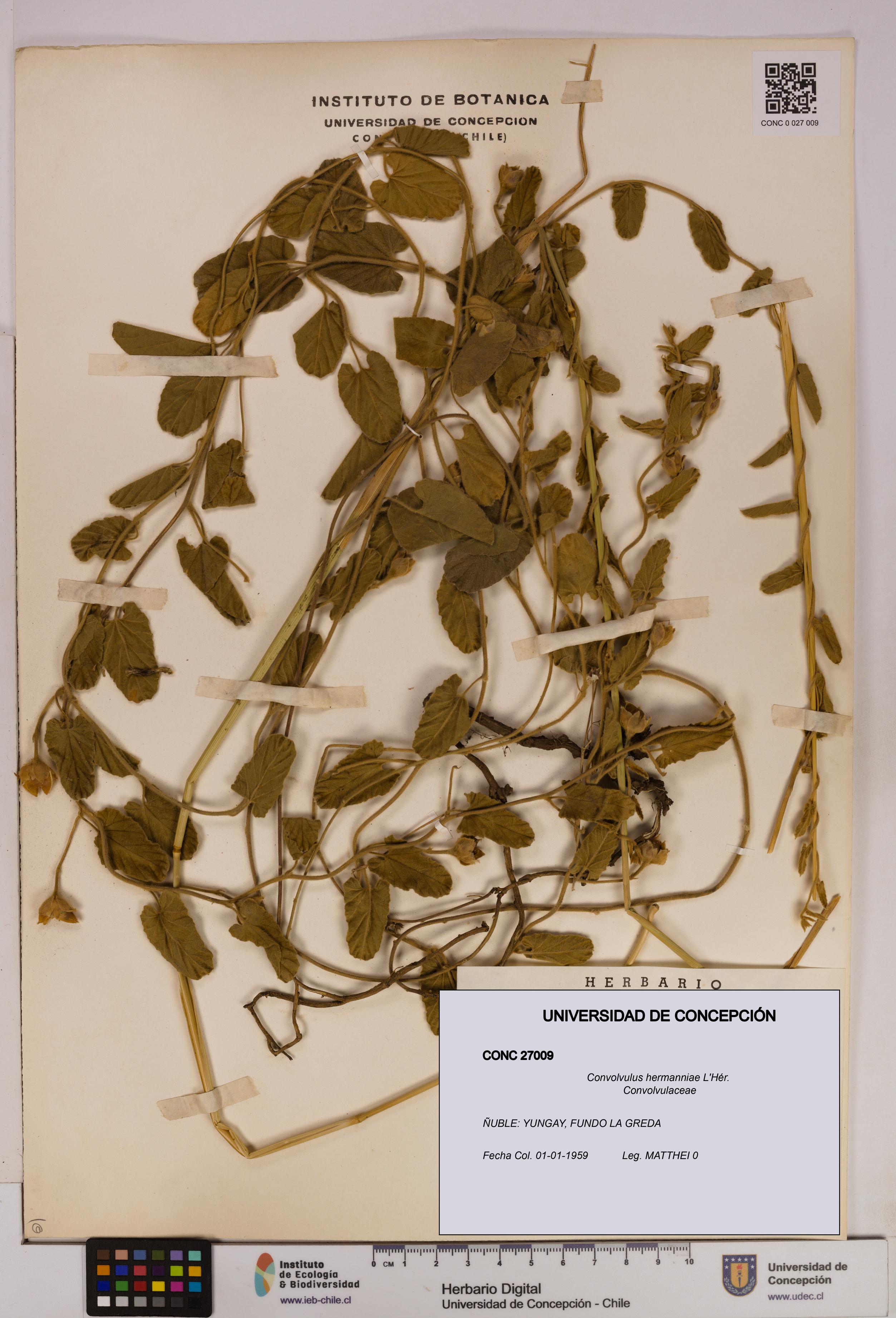 Convolvulus hermanniae [Espécimen: UDEC:CONC:0027009]
