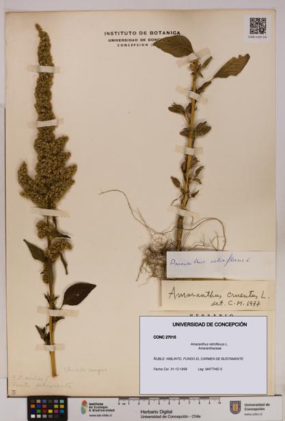 Amaranthus retroflexus [Espécimen: UDEC:CONC:0027015]
