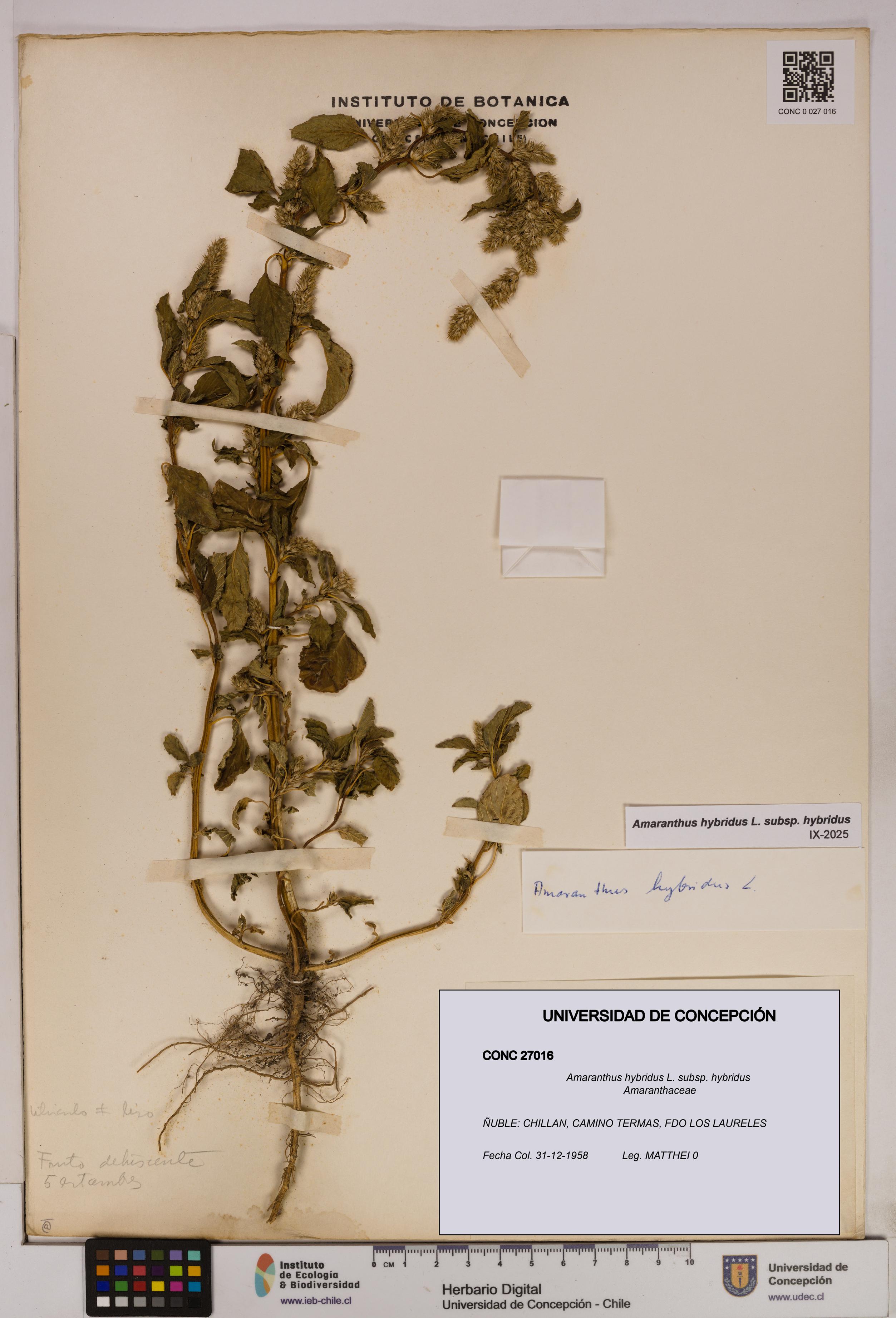 Amaranthus hybridus [Espécimen: UDEC:CONC:0027016]