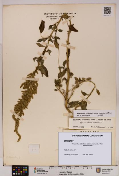 Amaranthus hybridus subsp. cruentus [Espécimen: UDEC:CONC:0027017]