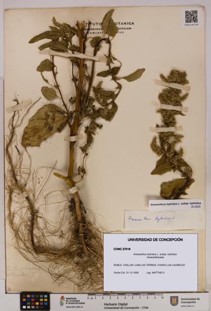 Amaranthus hybridus [Espécimen: UDEC:CONC:0027018]