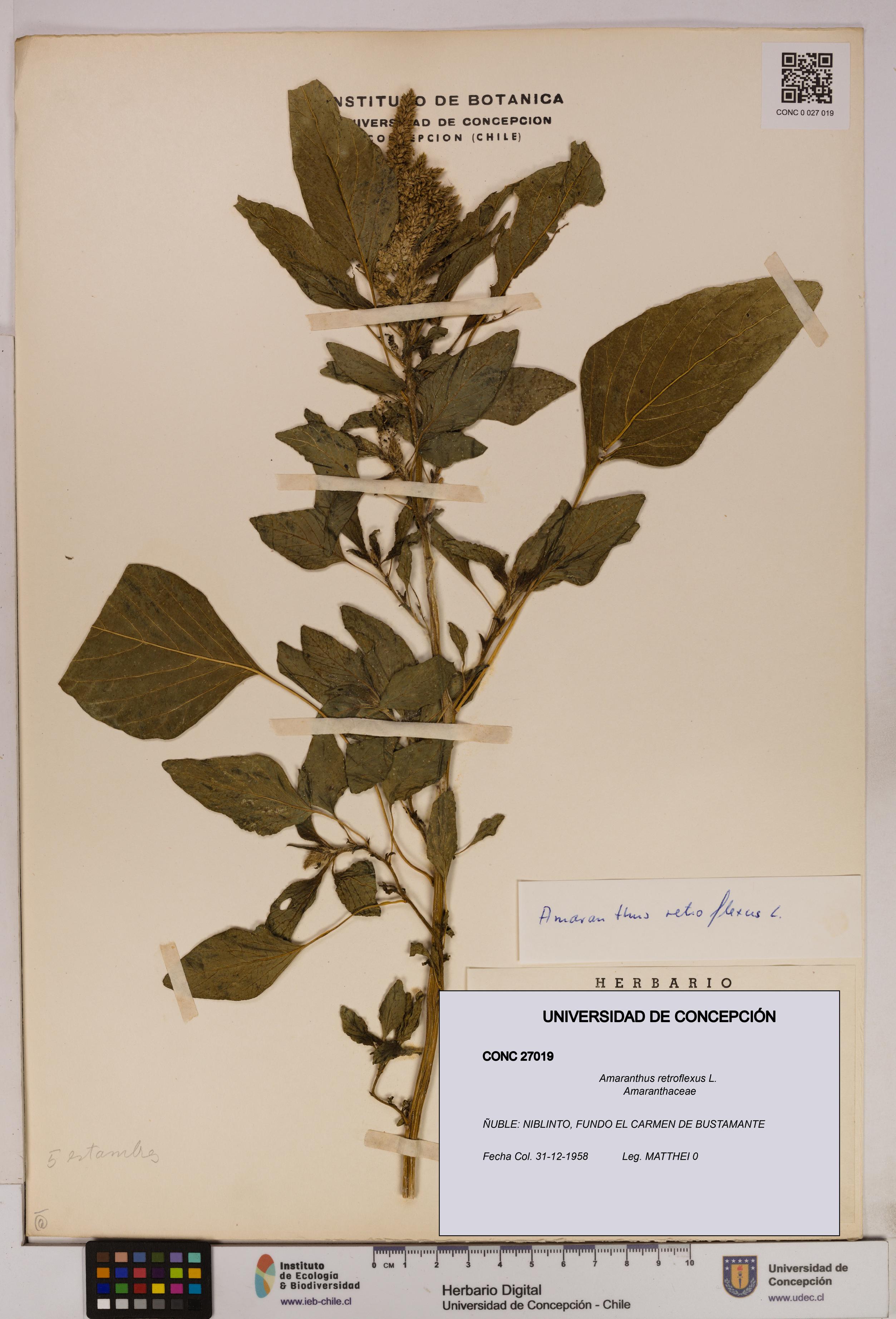 Amaranthus retroflexus [Espécimen: UDEC:CONC:0027019]