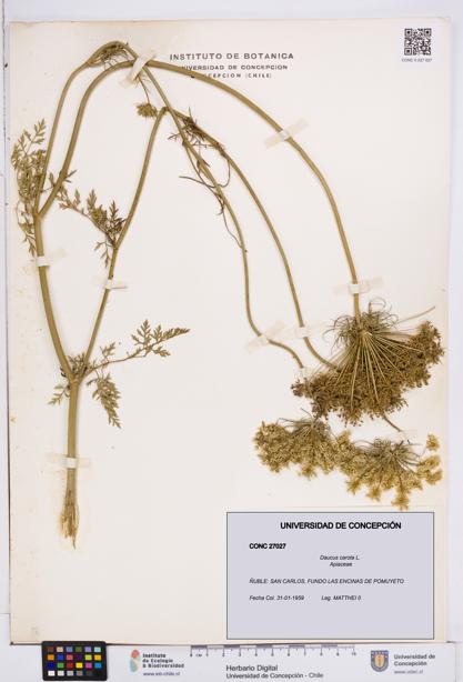 Daucus carota [Espécimen: ]