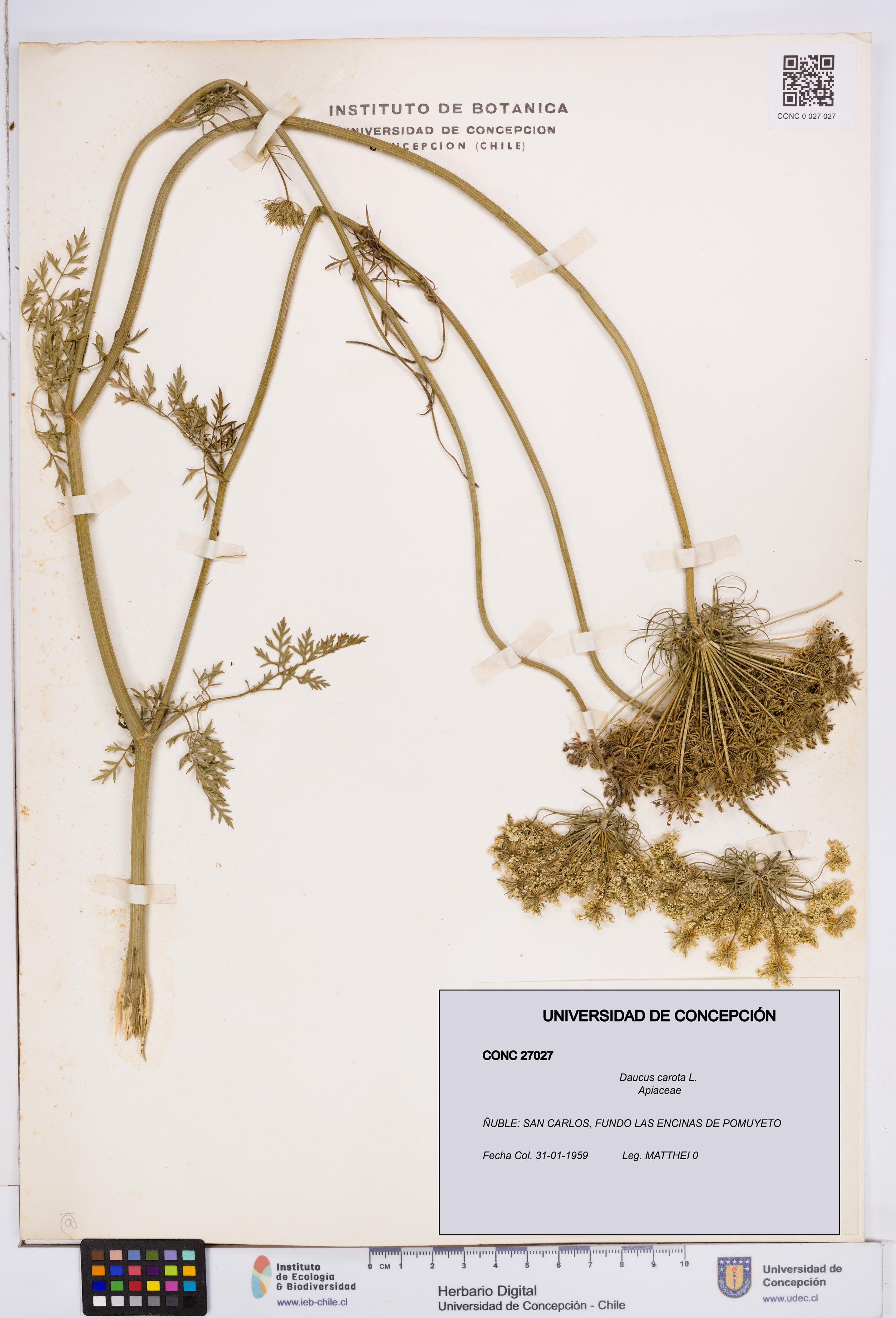 Daucus carota [Espécimen: ]
