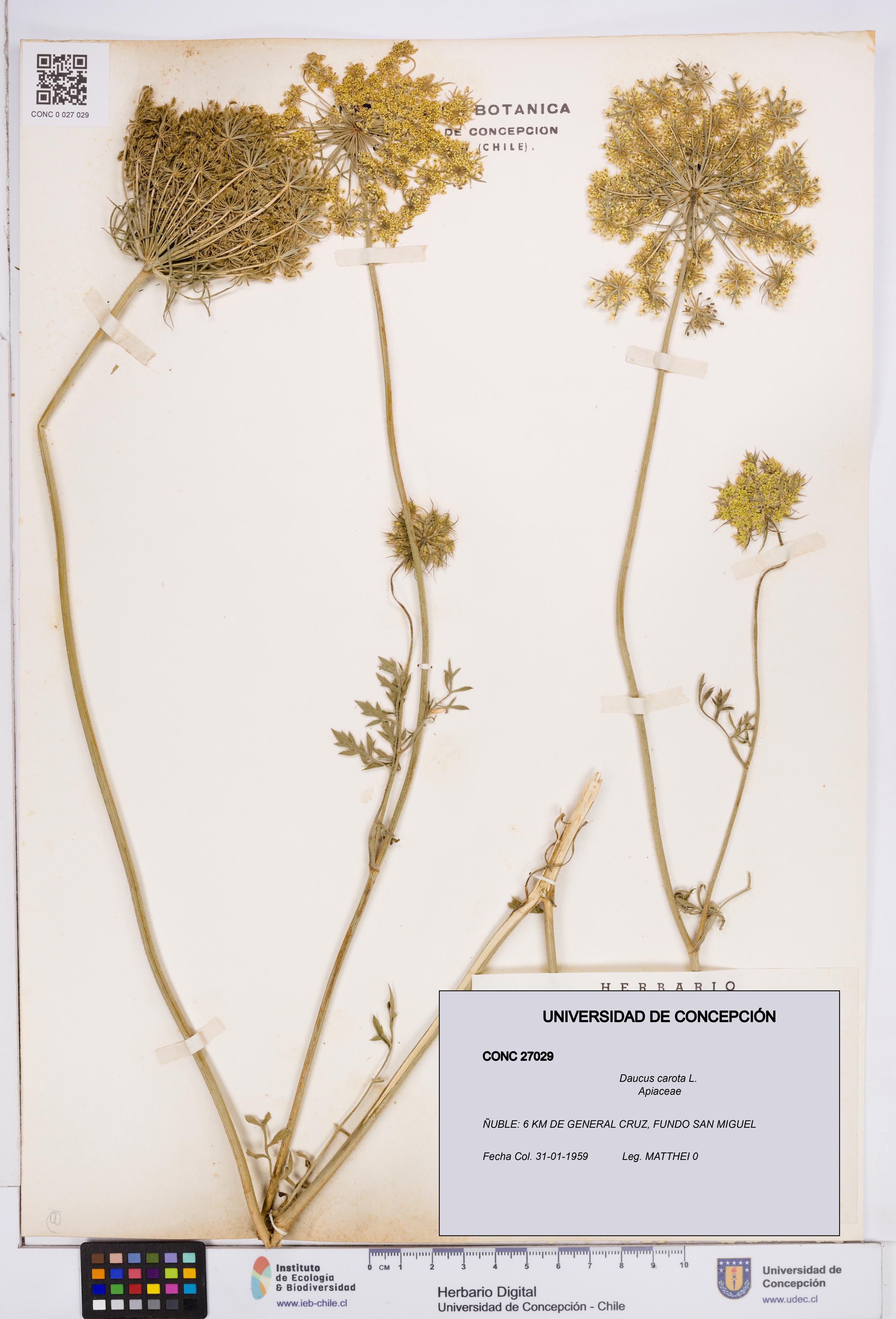Daucus carota [Espécimen: ]