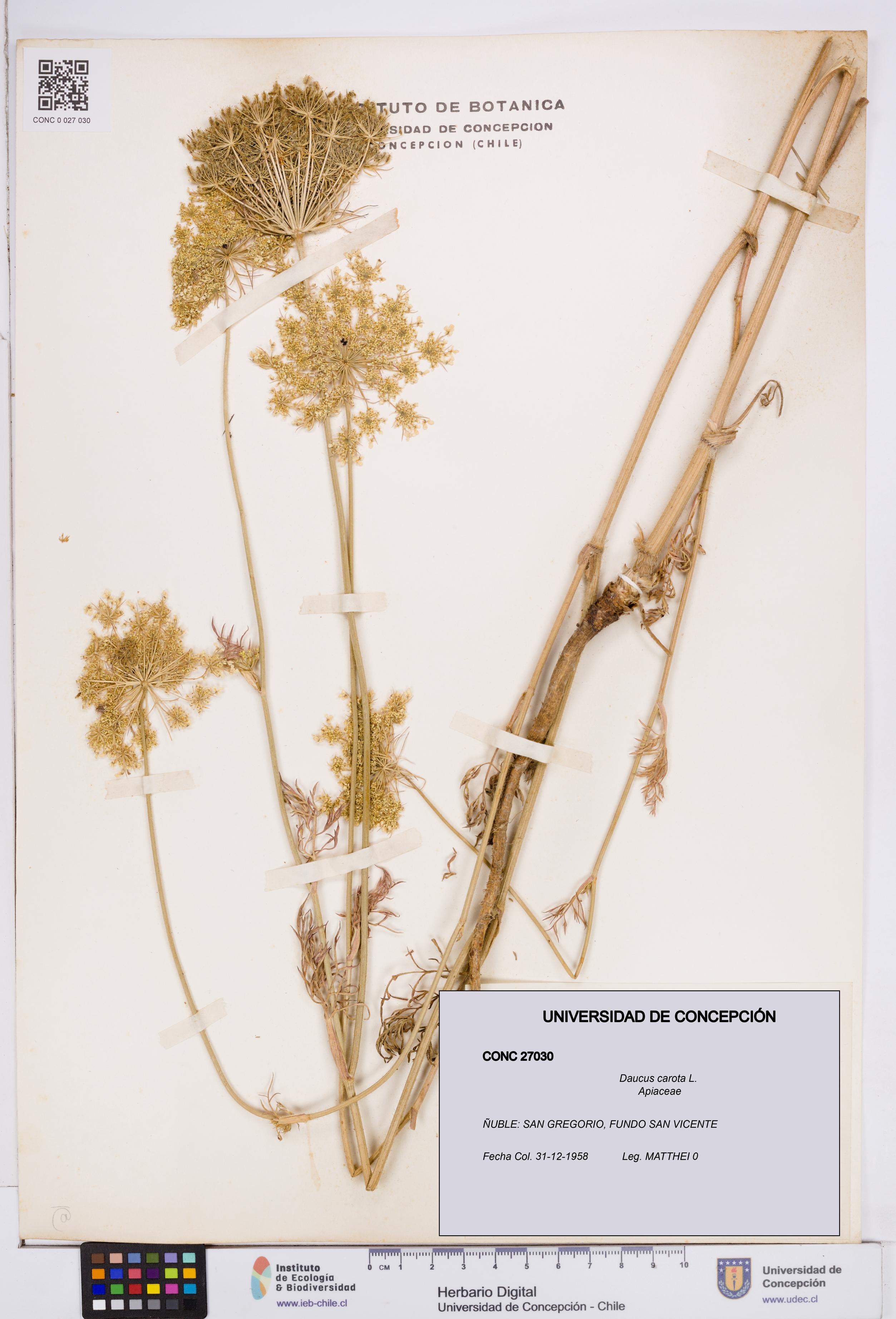 Daucus carota [Espécimen: ]