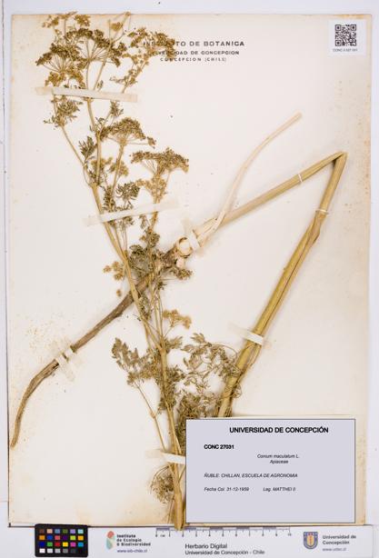 Conium maculatum [Espécimen: ]