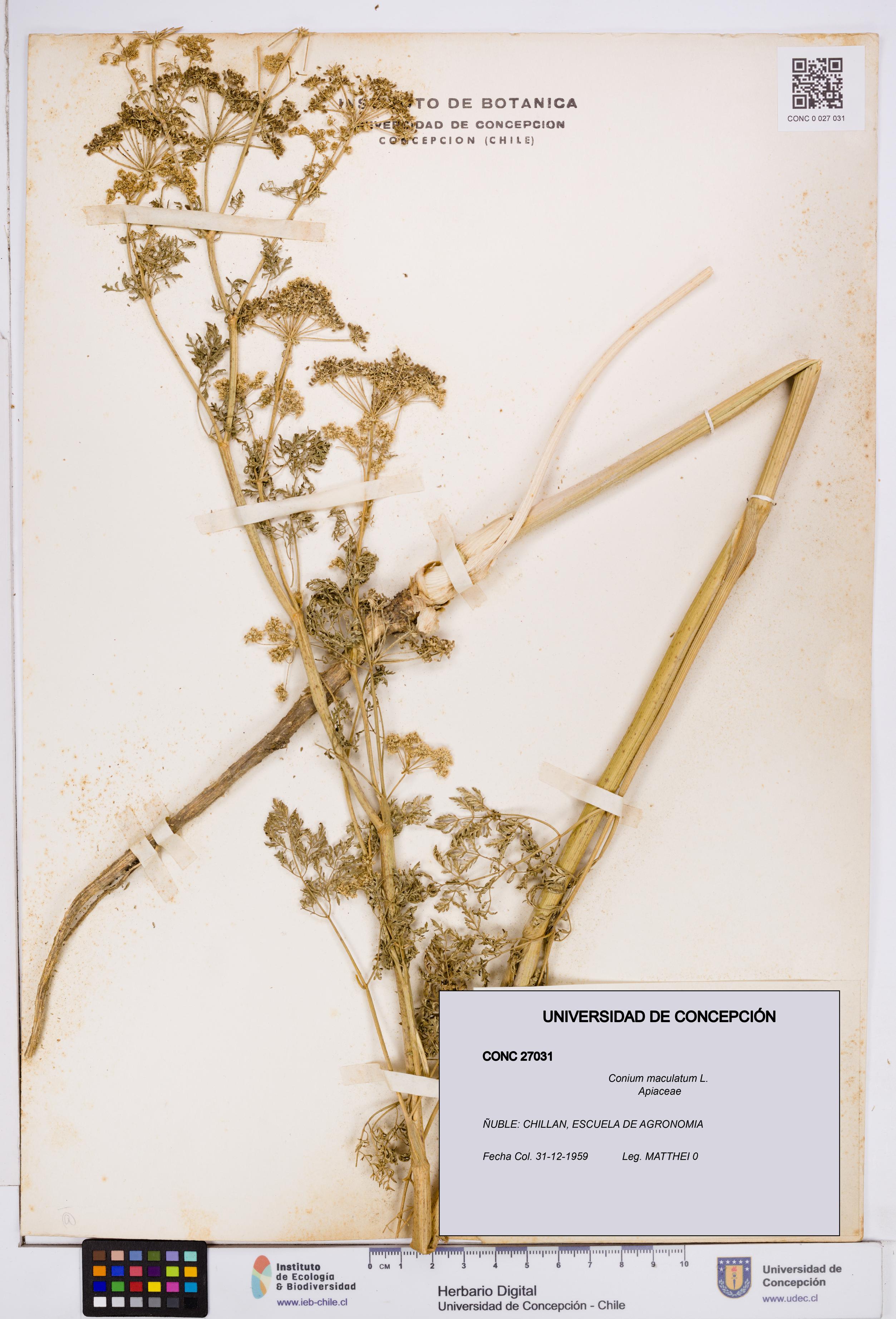 Conium maculatum [Espécimen: ]
