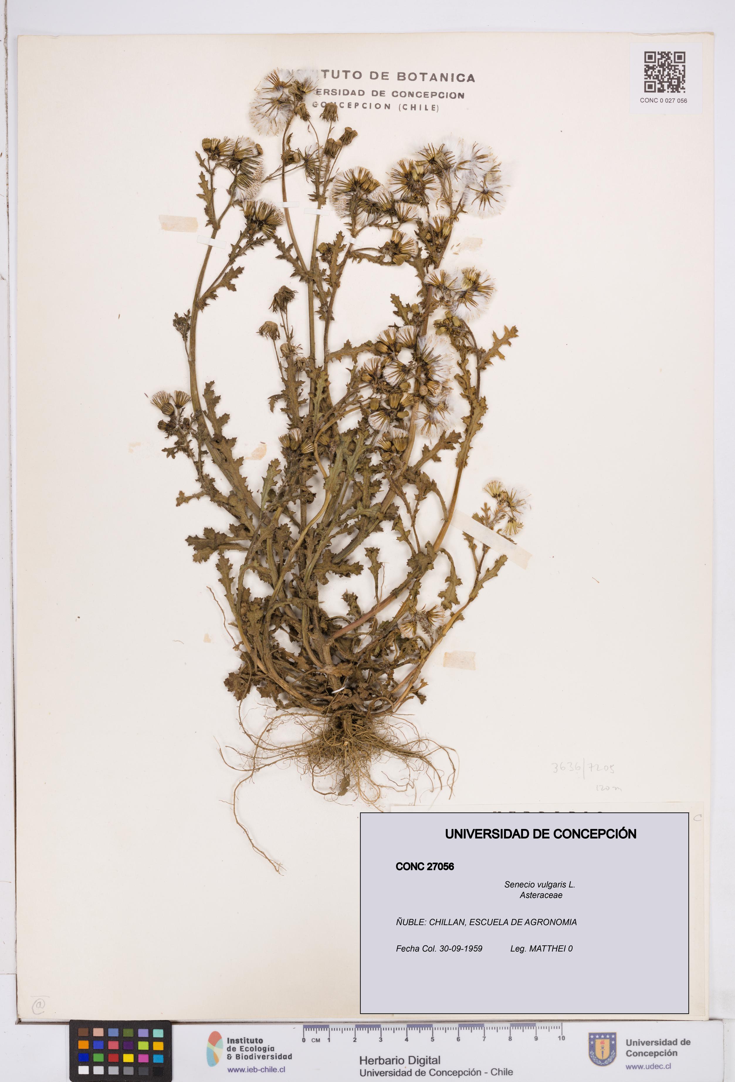 Senecio vulgaris [Espécimen: ]