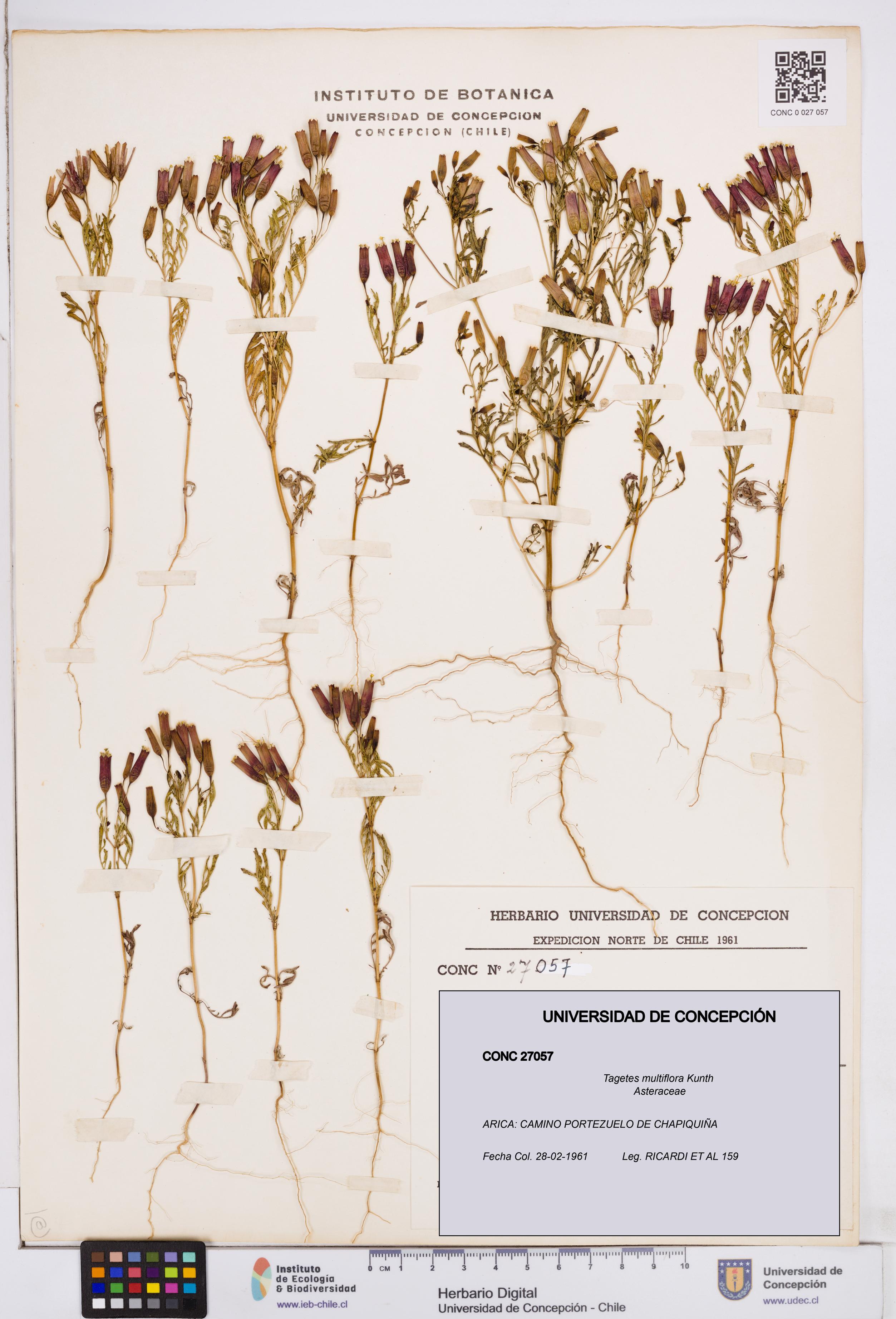 Tagetes multiflora [Espécimen: ]