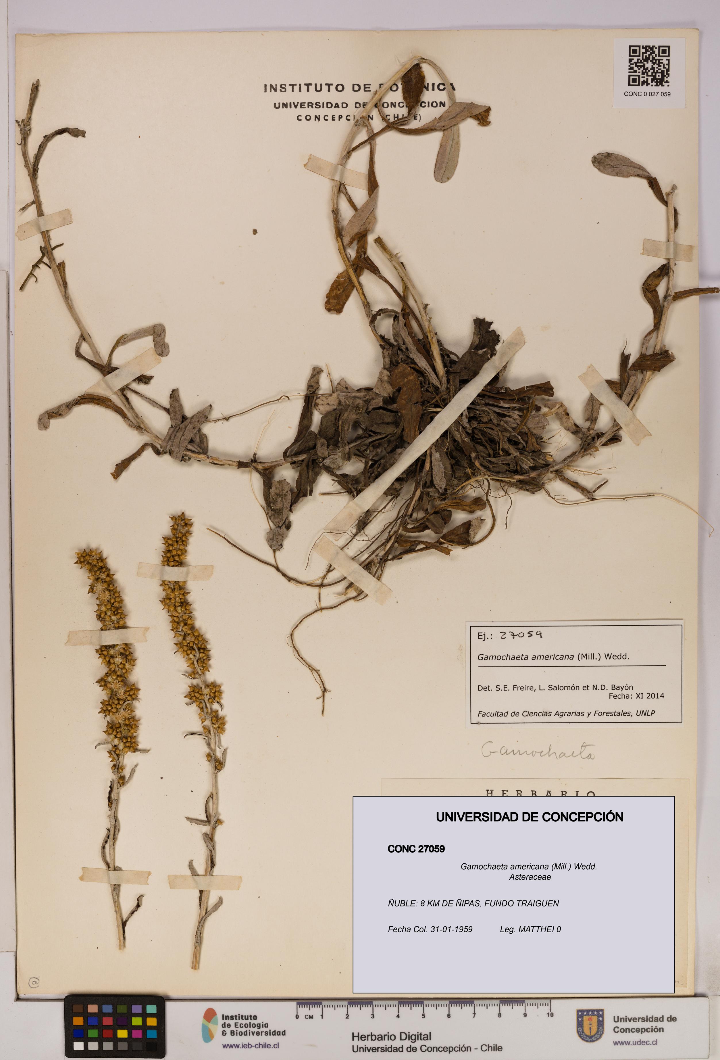 Gamochaeta americana [Espécimen: UDEC:CONC:0027059]