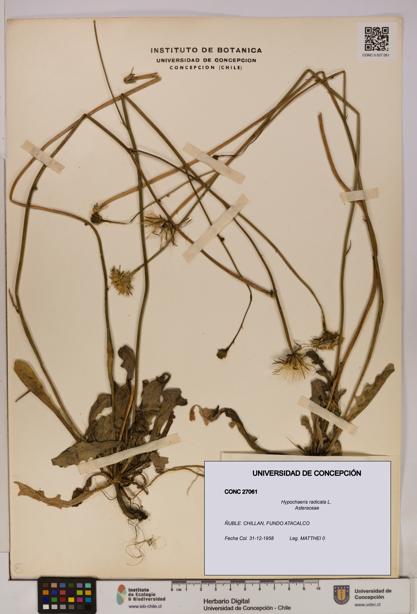 Hypochaeris radicata [Espécimen: UDEC:CONC:0027061]