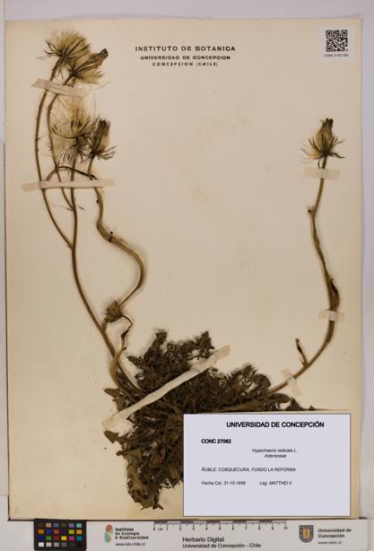 Hypochaeris radicata [Espécimen: UDEC:CONC:0027062]