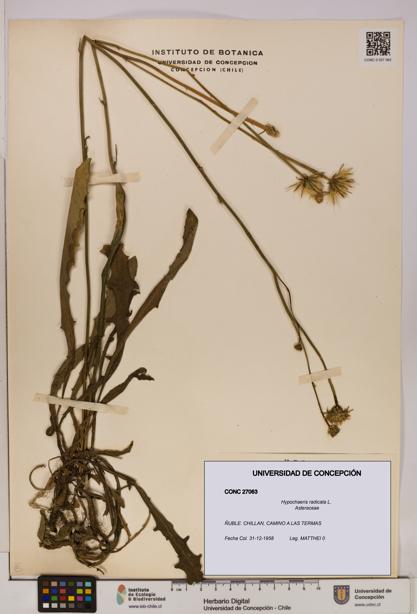 Hypochaeris radicata [Espécimen: UDEC:CONC:0027063]