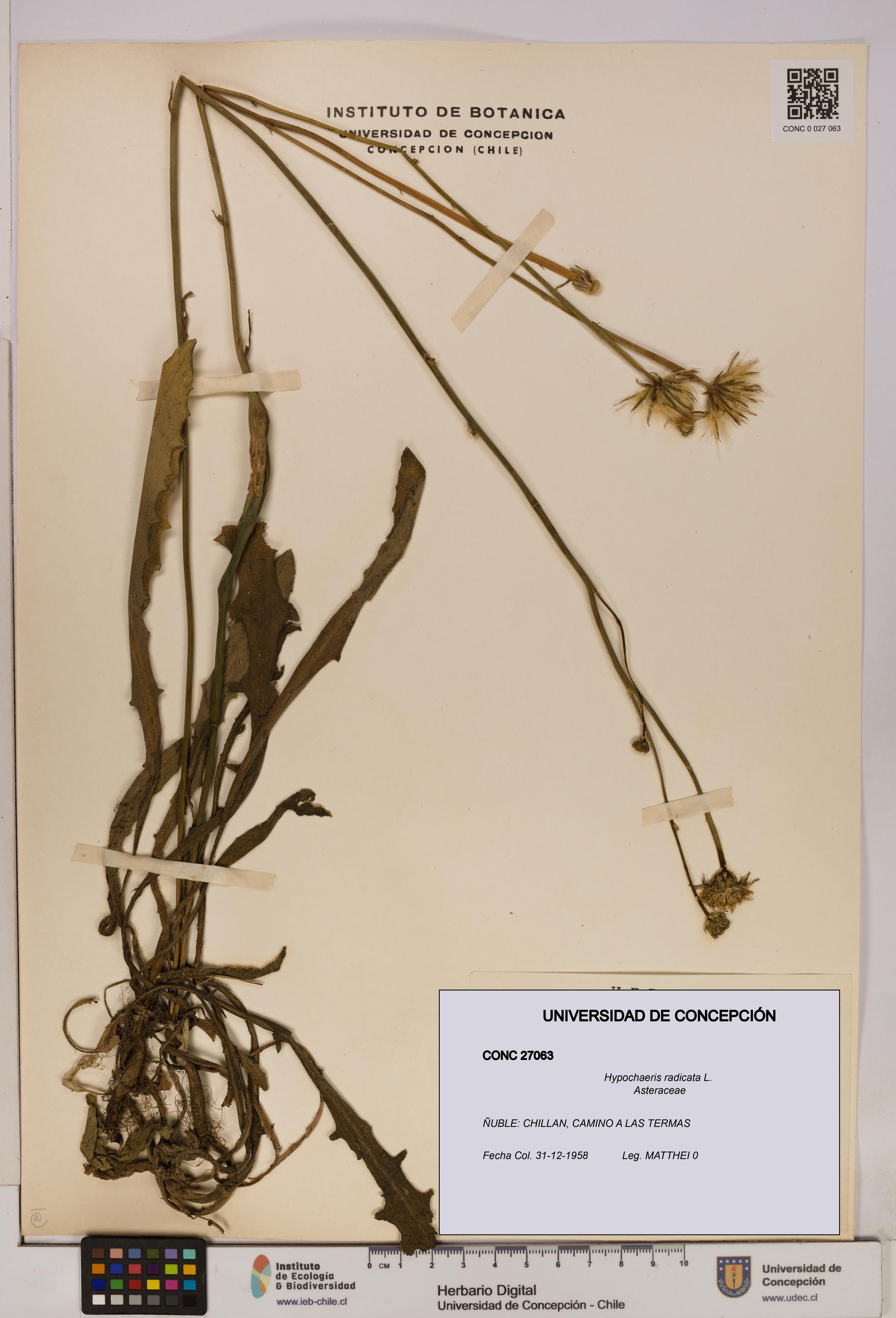 Hypochaeris radicata [Espécimen: UDEC:CONC:0027063]