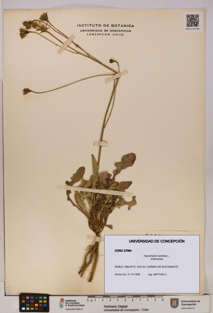 Hypochaeris radicata [Espécimen: UDEC:CONC:0027064]