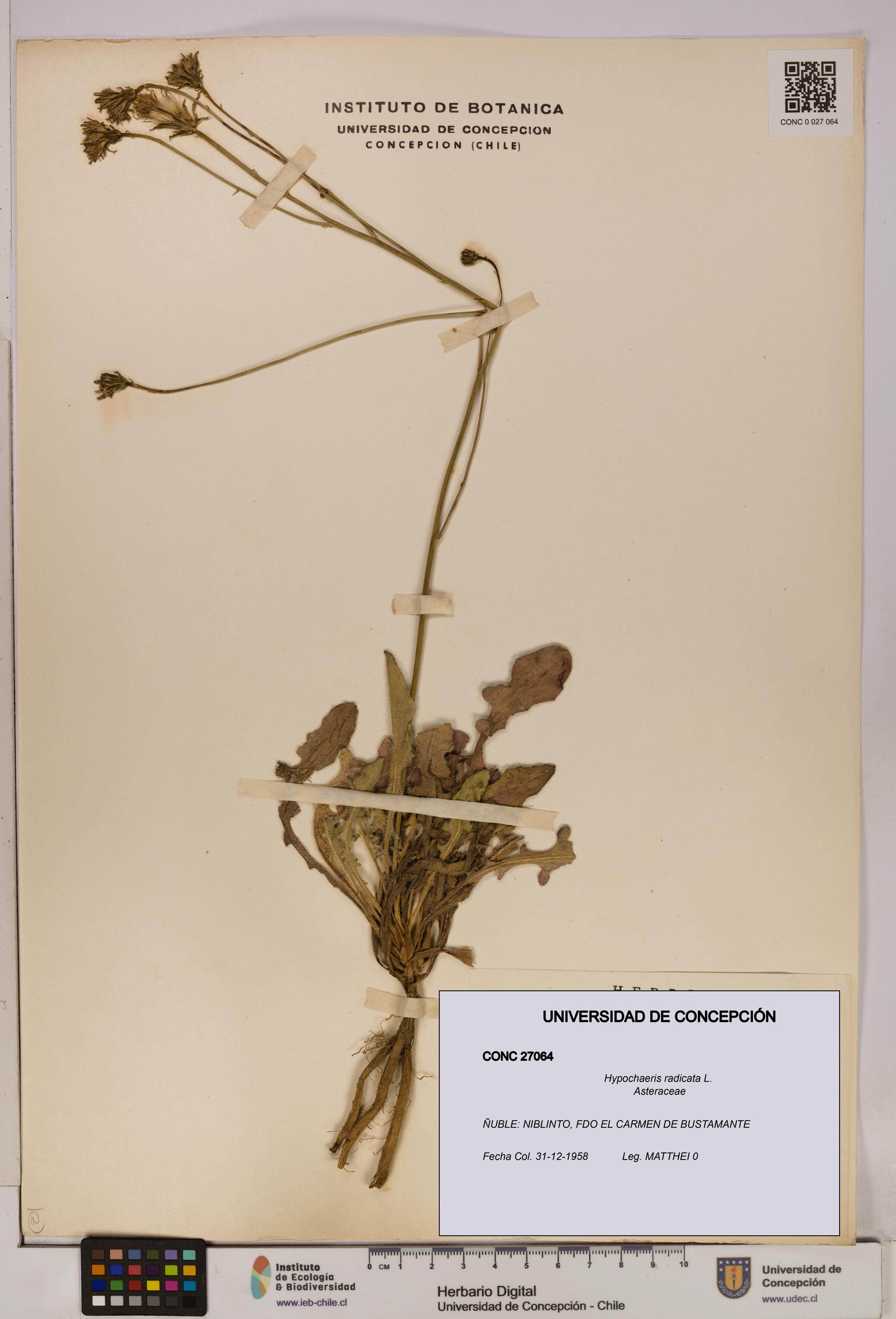 Hypochaeris radicata [Espécimen: UDEC:CONC:0027064]