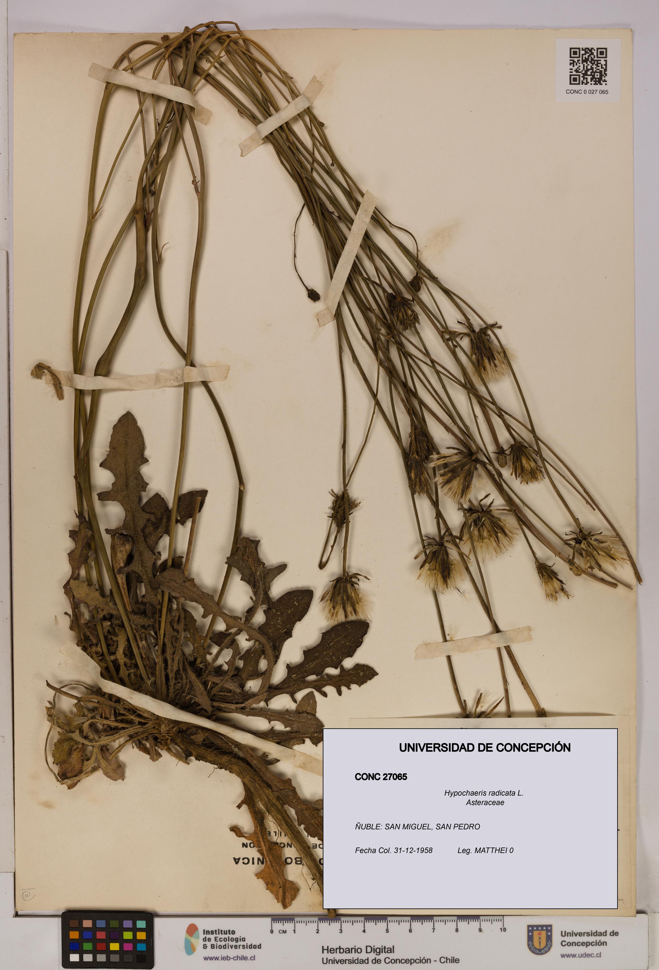 Hypochaeris radicata [Espécimen: UDEC:CONC:0027065]