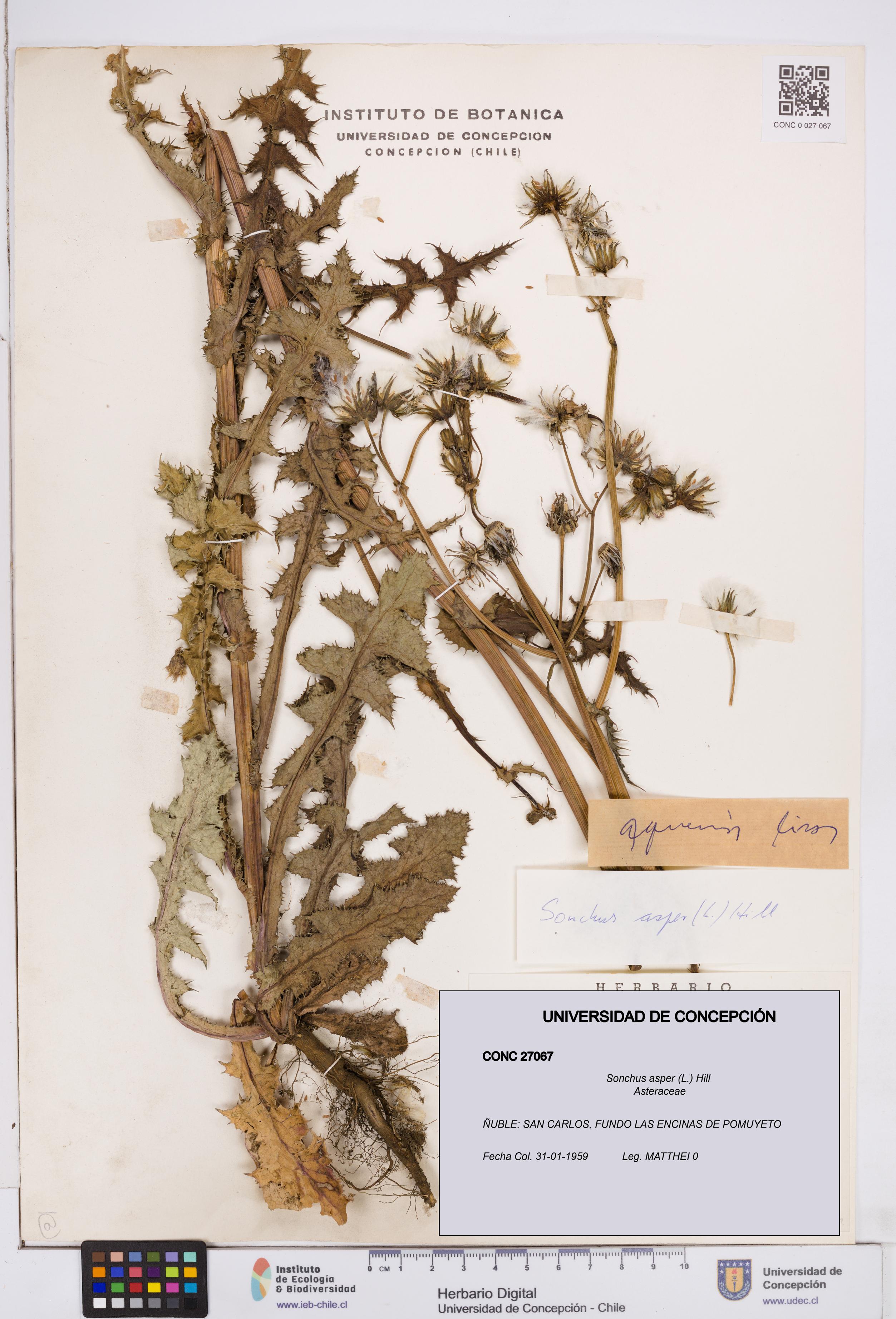 Sonchus asper [Espécimen: ]