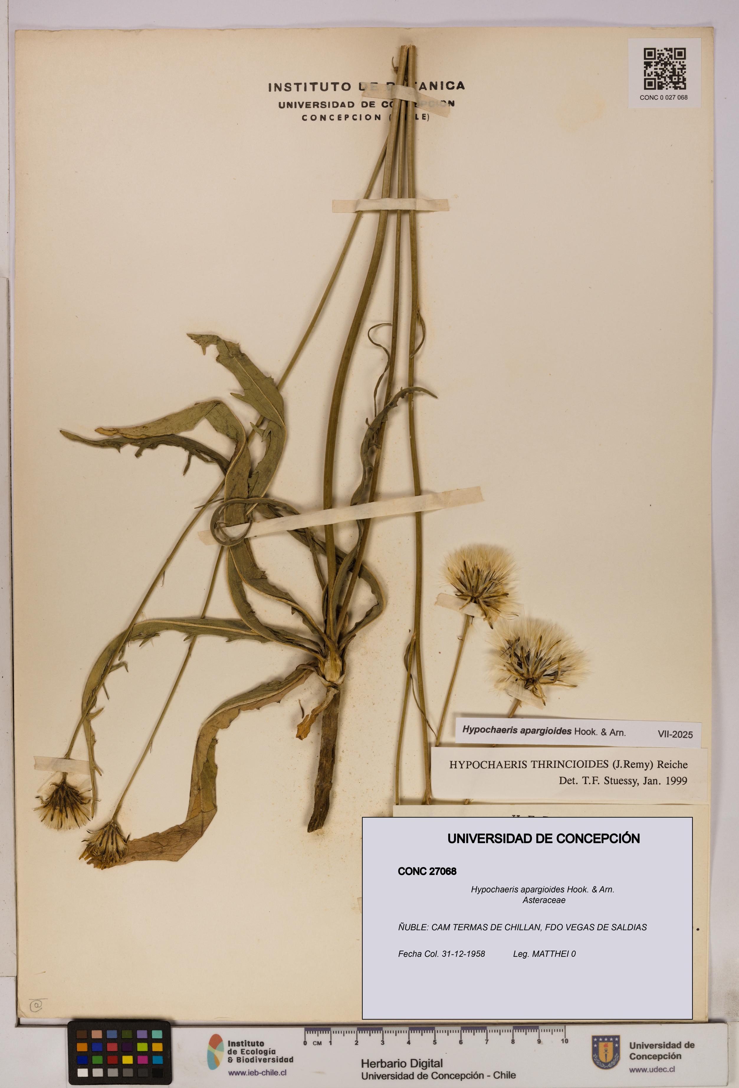 Hypochaeris apargioides [Espécimen: UDEC:CONC:0027068]