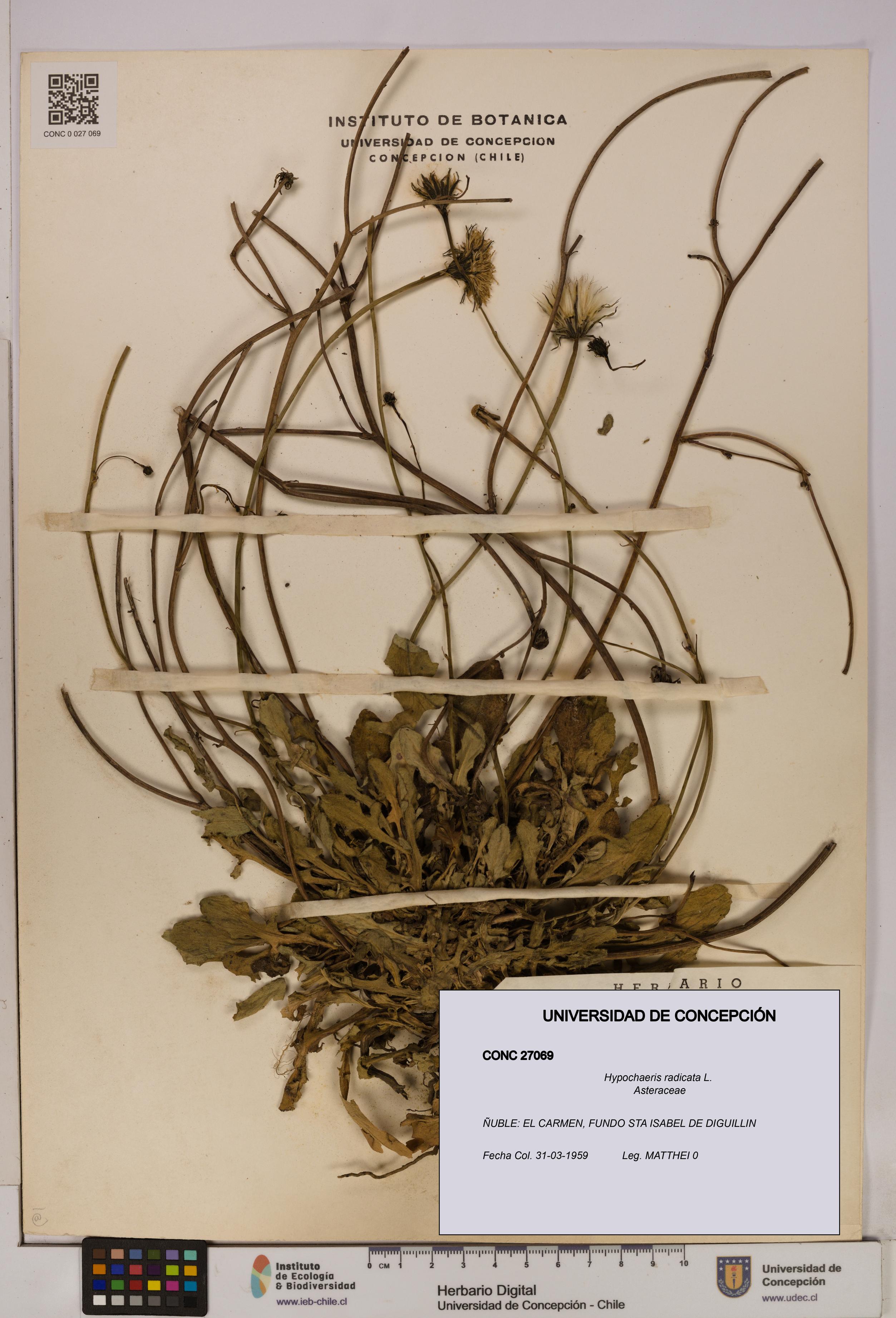 Hypochaeris radicata [Espécimen: UDEC:CONC:0027069]