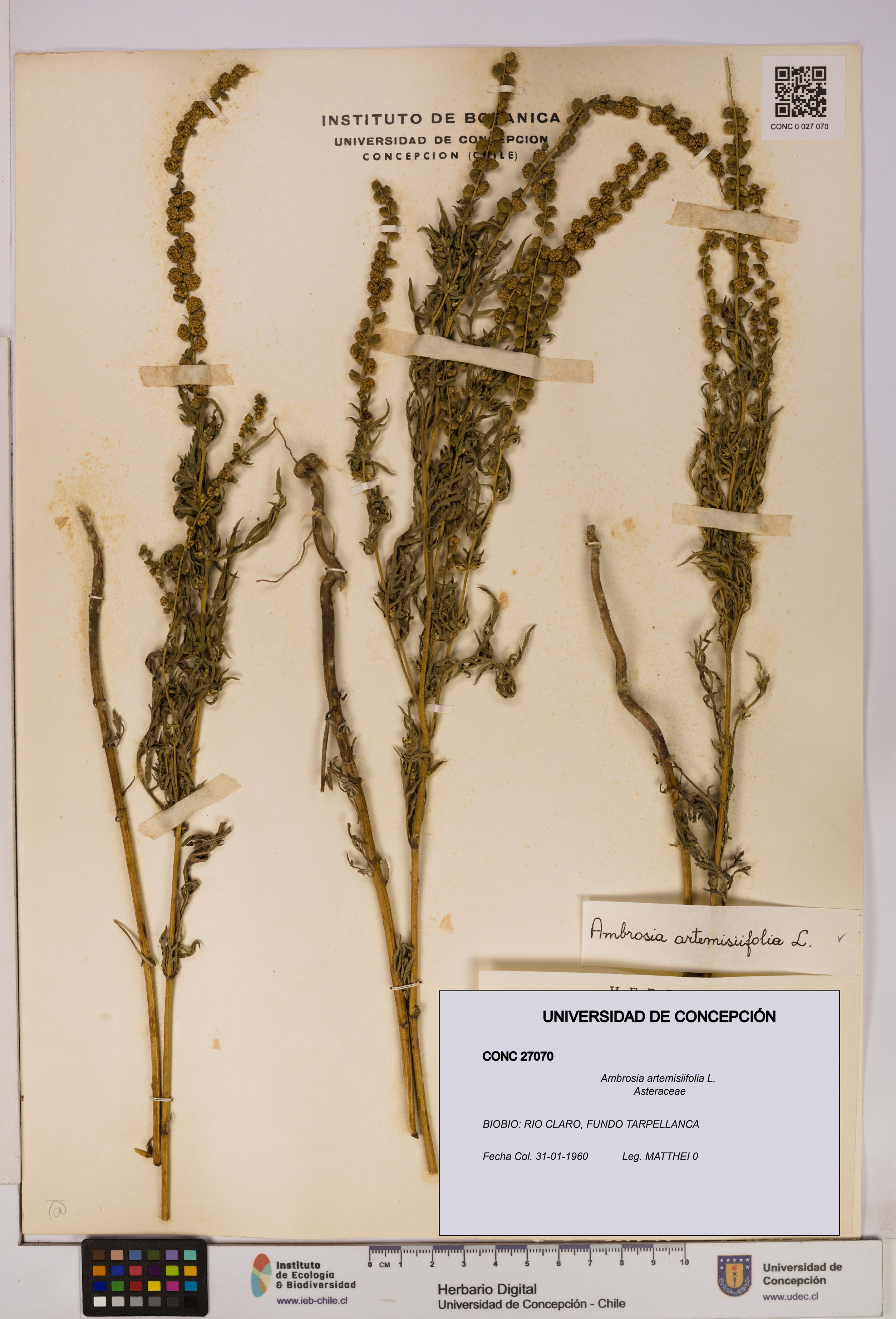 Ambrosia artemisiifolia [Espécimen: UDEC:CONC:0027070]