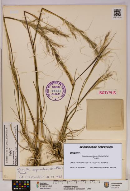 Nassella coquimbensis [Espécimen: UDEC:CONC:0027071]