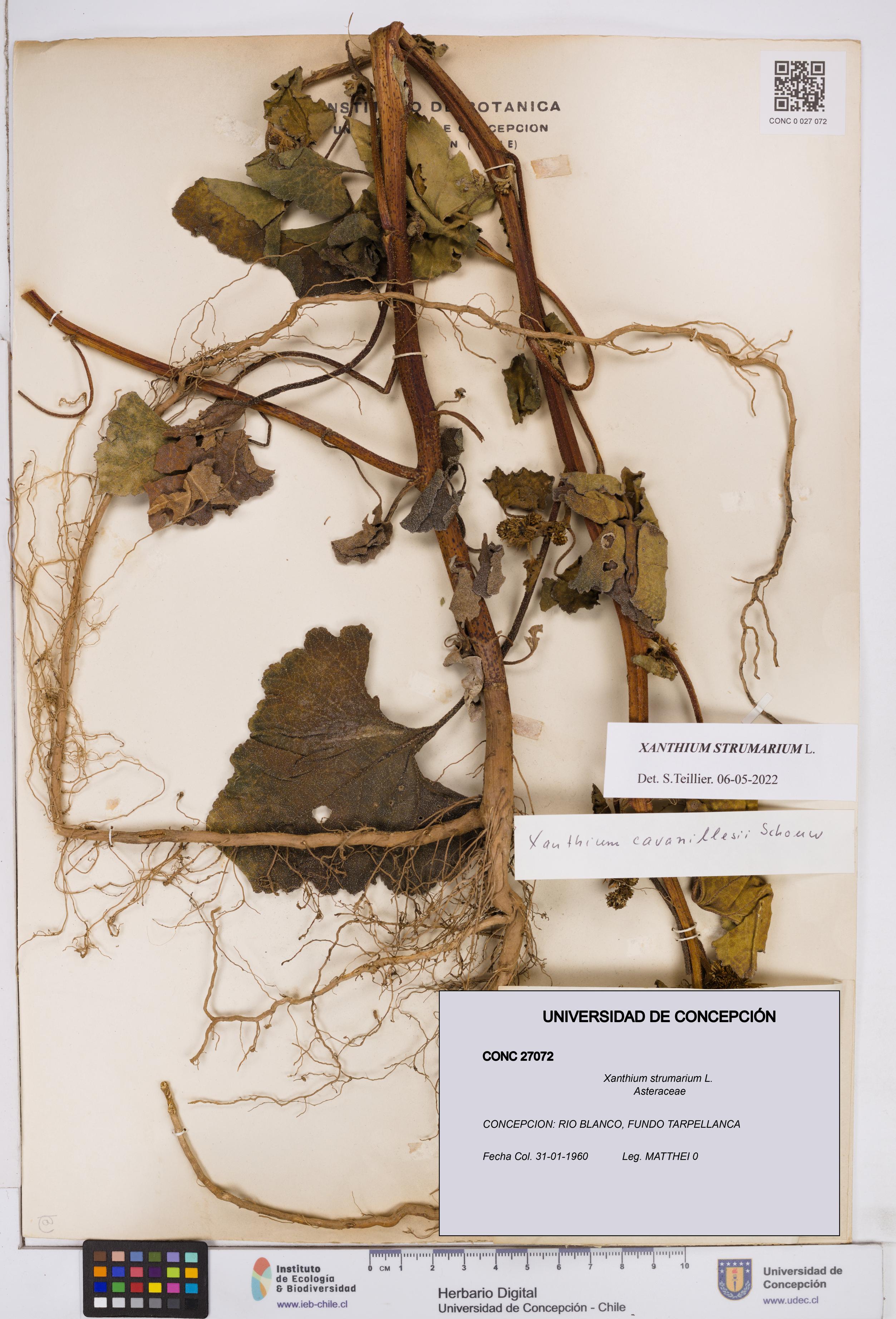 Xanthium strumarium [Espécimen: ]