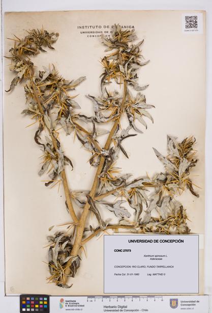 Xanthium spinosum [Espécimen: ]