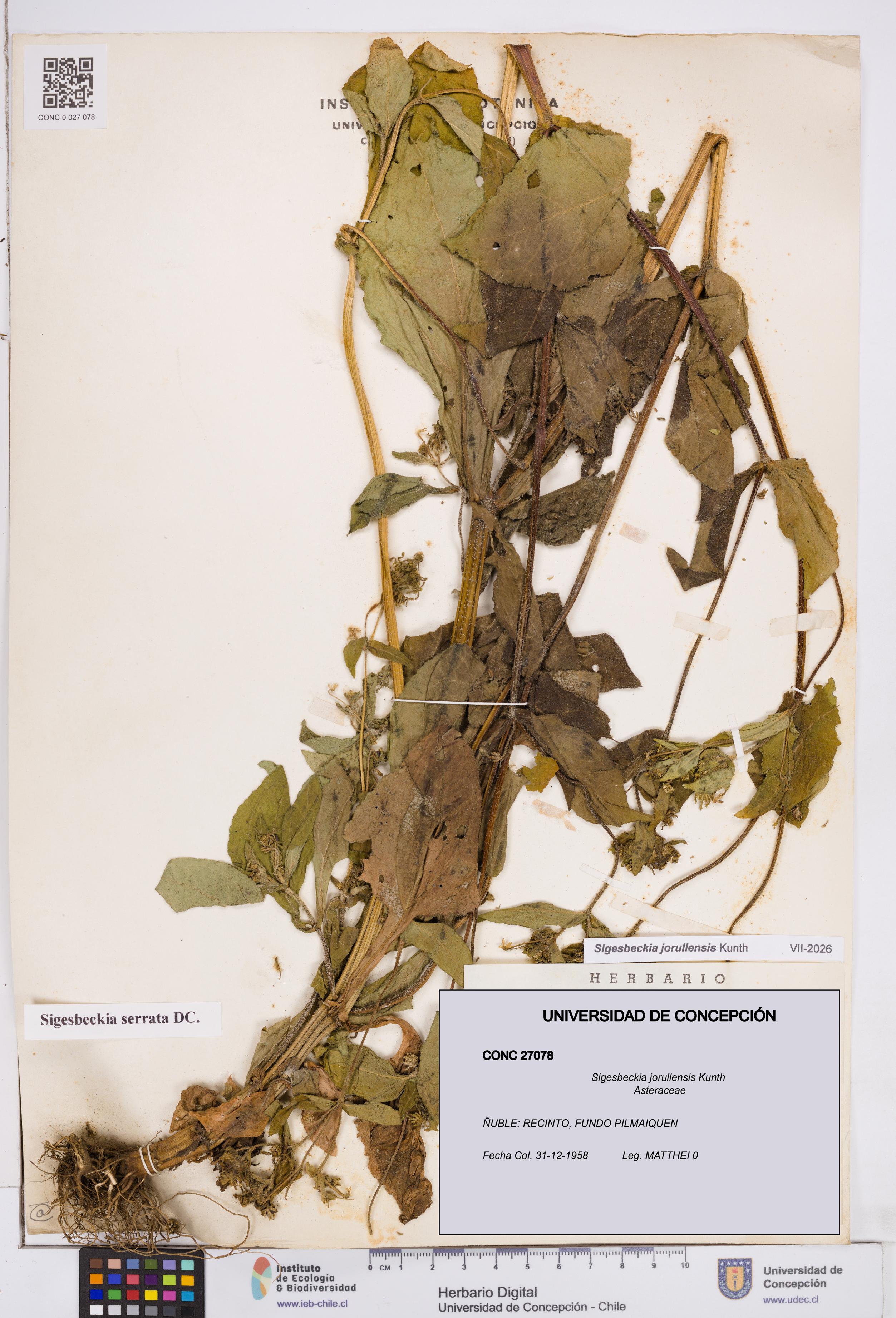 Sigesbeckia jorullensis [Espécimen: ]