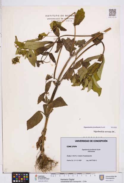 Sigesbeckia jorullensis [Espécimen: ]