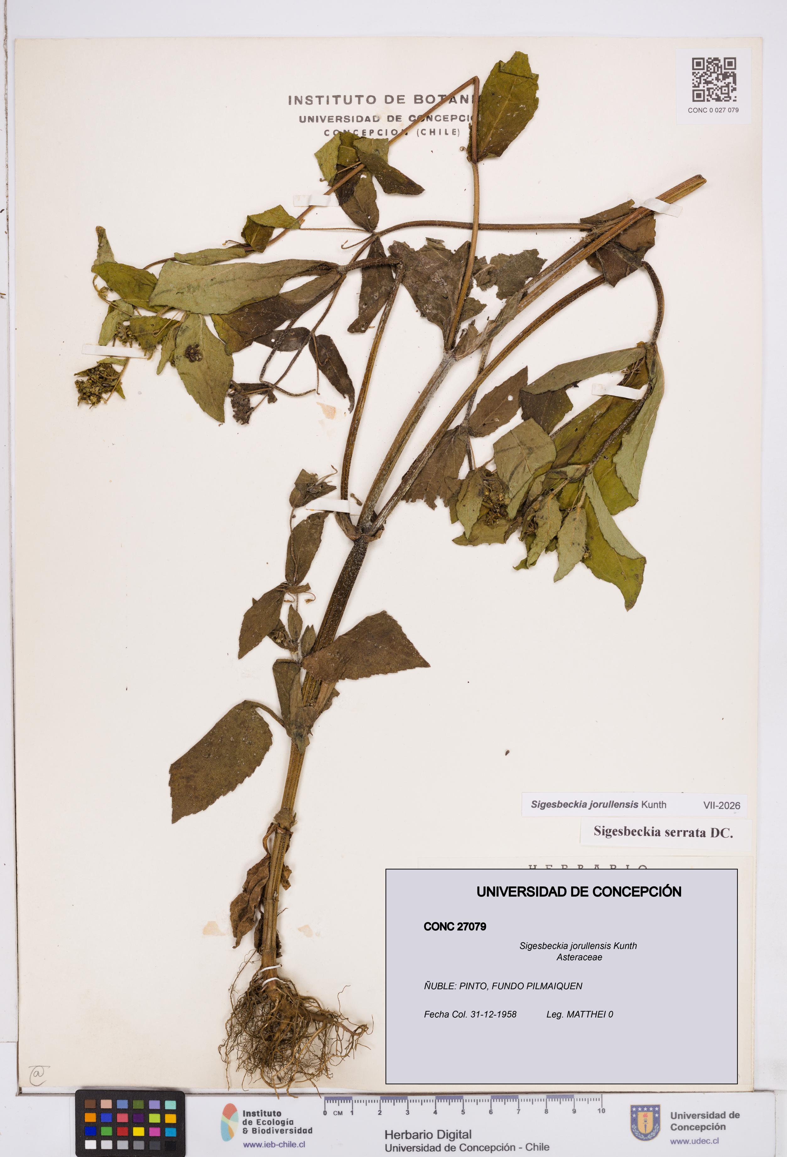Sigesbeckia jorullensis [Espécimen: ]