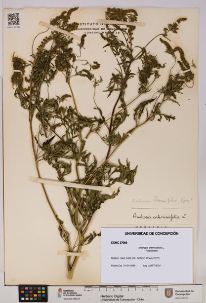 Ambrosia artemisiifolia [Espécimen: UDEC:CONC:0027083]